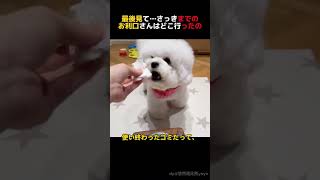 さっきの神対応どこ行った？#犬のいる暮らし #犬のいる生活 #わんこ #犬動画 #おもしろ犬 #犬あるある
