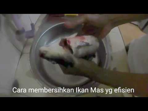 Pelangsing dengan Vibroton Menurunkan berat badan cepat murah