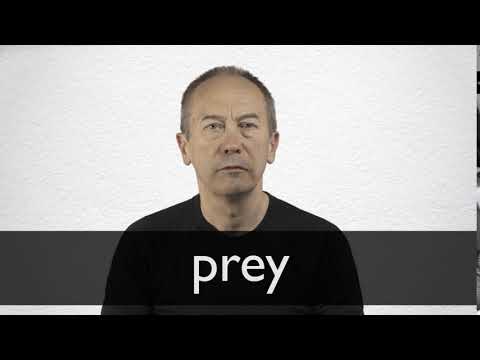 Prey definition and meaning | Collins English Dictionary Prey definition and meaning | Collins English Dictionary