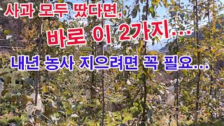사과 모두 땄다면, 바로 이 두 가지 잊어버리면 안 됩니다. 내년 농사 제대로 지으려면 꼭 필요합니다.(사과…