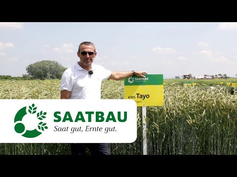 KWS TAYO - Hybridroggen