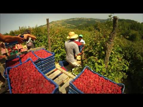 Soulfood Serbia - Raspberries