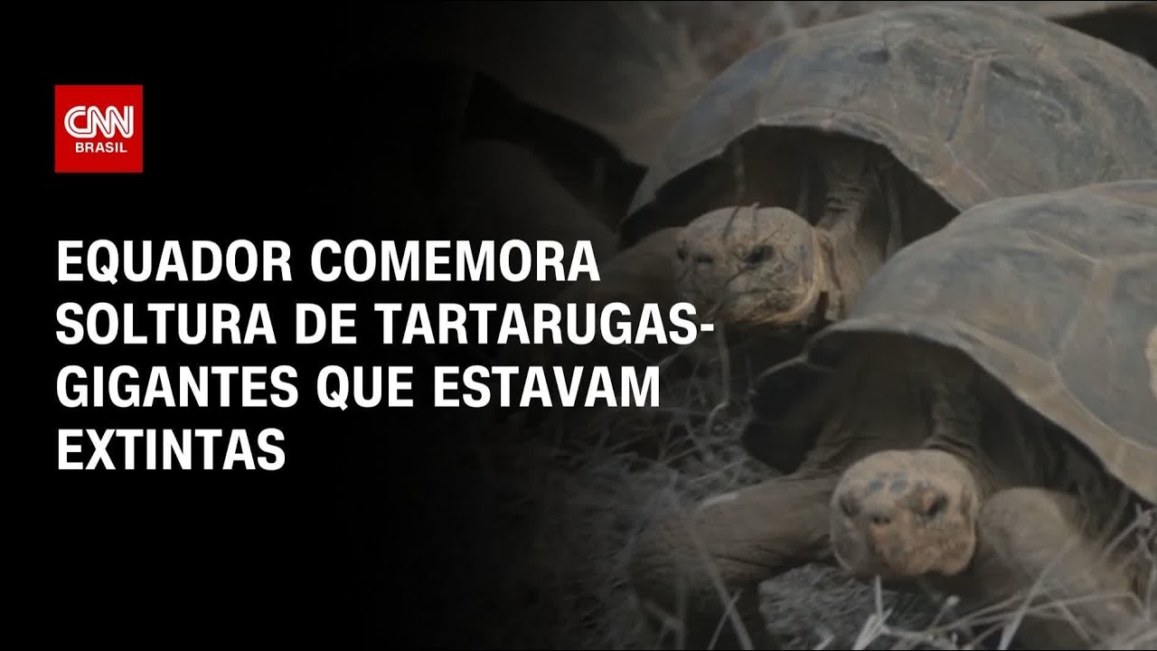 Mais de 150 tartarugas-gigantes são soltas no Equador | AGORA CNN