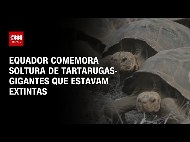 Mais de 150 tartarugas-gigantes são soltas no Equador | AGORA CNN