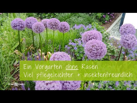 Vorgarten ohne Rasen - Viel pflegeleichter und insektenfreundlich