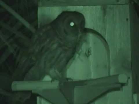 1_6_12_1258am Food Delivery - Barred Owls - No recipient