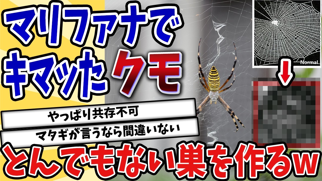 【2ch動物スレ】【衝撃】薬漬けクモの巣作りがヤバすぎる件ｗｗｗ