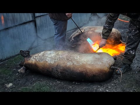 Tăiatu porcului pe valea Mureșului, iarna lui 2025.