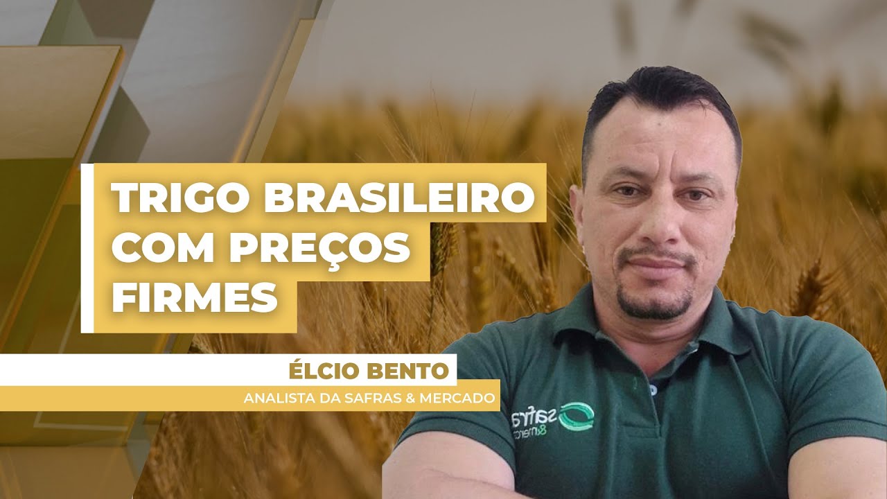 Preços do trigo devem se manter sustentados no Brasil, com apoio do dólar e da demanda