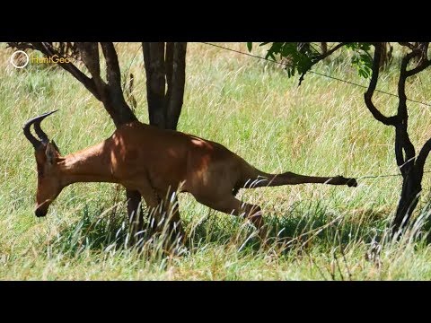 Combating Poaching & Illegal Wildlife Trafficking - GlobalGiving