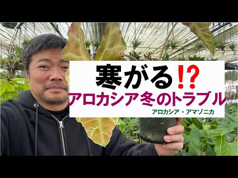 血のように赤いキジムシロ 植物