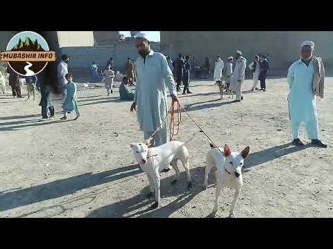 Mix Video 2024 | This Sunday Video part 02 | Mubashir info