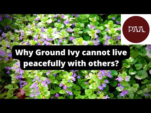 Allelopathy example-Ground Ivy. Why is Ground Ivy invasive and harmful to other plants?