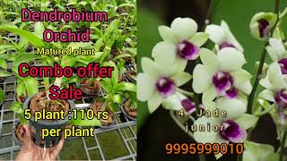 Orchid online sale: 110 per plant