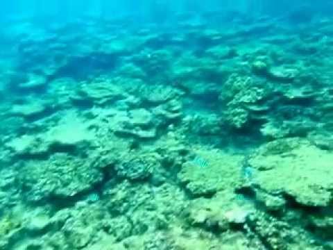 Okinawa's snorkelling spot (Chatan secret)