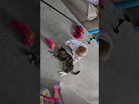 #Alphonso is so patient with Florence #cats #funnycats