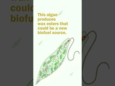公共経営学科 #OMU #research #science #euglena #CRISPR #biofuel #feedstock #wax #esters #genome #Osaka #Japan