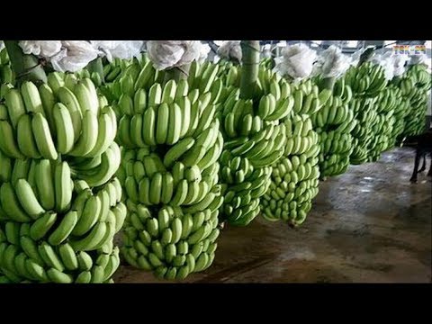 WOW! Amazing Agriculture Technology - Banana