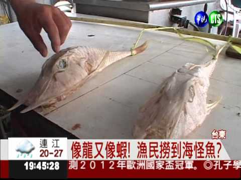 台灣出現海怪! 龍頭蝦尾的魚?