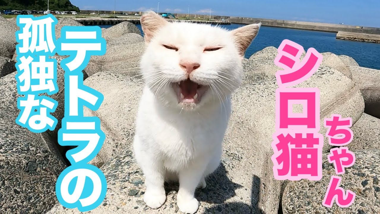 ぬいぐるみ抱っこが可愛い過ぎる💕孤独なテトラのシロ猫ちゃん　#cat #保護猫 