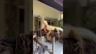 Download lagu POV: kamu bilang mau produktif, tapi akhirnya ikut gaya hidup iguana. Rebahan all day long 🤣🦎 mp3 Download lagu POV: kamu bilang mau produktif, tapi akhirnya ikut gaya hidup iguana. Rebahan all day long 🤣🦎 mp3