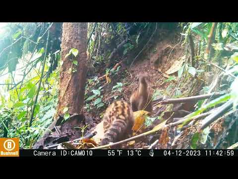 Oncilla mom and kitten!