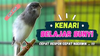 Download lagu PANCINGAN Kenari Belajar BUNYI || PANCINGAN Kenari Agar Cepat GACOR || Part 226 mp3