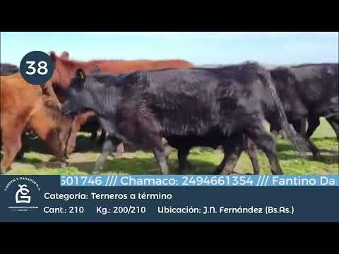 Lote Machos a Término - Juan N. Fernández Bs As