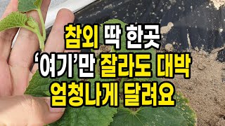 참외 딱 한 곳 '여기'만 잘라도 대박 노란 참외 엄청나게 달려요(참외 순치기 방법)