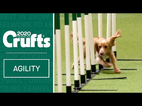 Kennel Club Novice Cup Agility Final (Agility) - Part 1 | ​Crufts 2020