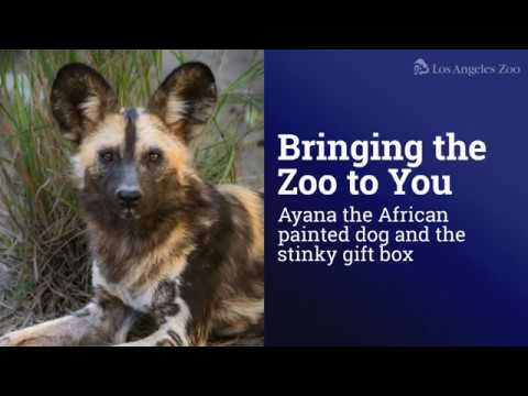 Bringing the Zoo to You: Ayana and the Stinky Gift Box