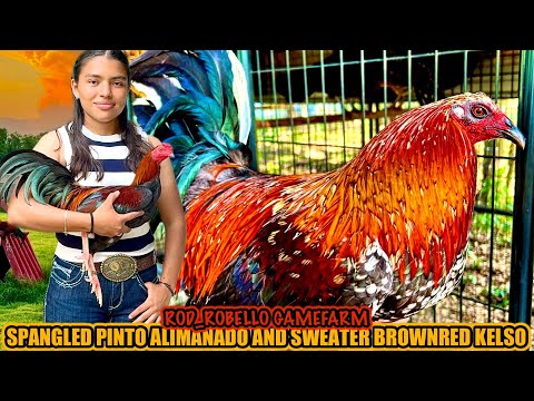 Spangled Pinto Alimanado And Sweater Brownred Kelso ~ ROD_ROBELLO GAMEFARM