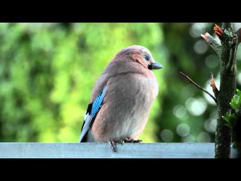 W.A.MOZART  PIANO CONCERTO No.15 in B flat major, KV 450 - Andante