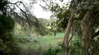 preview picture of video 'Keoladeo Bird's Sanctuary - Park Road'