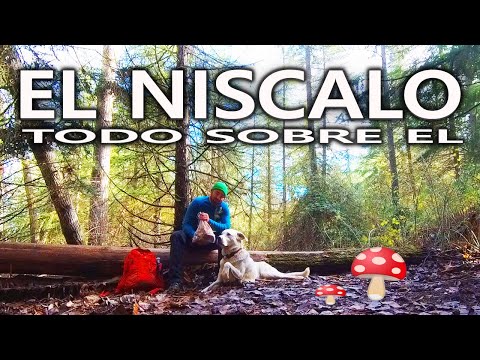 🍄 How to SEARCH for NISCALOS (robellón) - All about the 💖