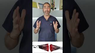Rotura muscular 😖 tipos y tiempos de recuperación 🕑  #shorts  | Fisiolution