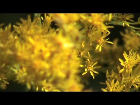 Golden Rod - Sunshine on a stem