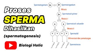 Proses Spermatogenesis