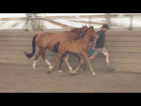 Rollo TN 2023 Oldenburg Colt by Rubinio  and Belissimo M / Krack C