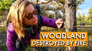 Woodland Photography With A Twist | Forest Fire Devastation In Scotland