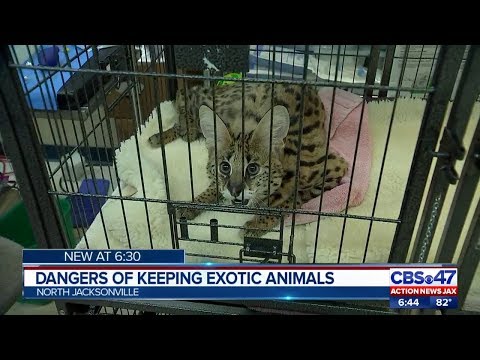 Dangers of keeping exotic animals as pets | Action News Jax
