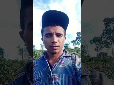 Plantio de arroz em Jatobá Maranhão povoado Axixá