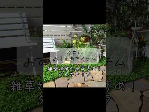 あなたの家に採用すべきメンテナンスフリーの永続的なグランドカバーはどれですか?あなたにおすすめのトップ 3!  庭園