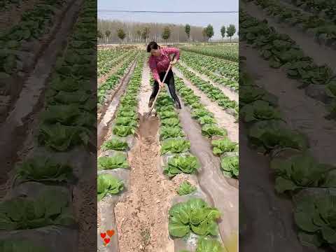 Irrigação de Superfície: Tipos, Vantagens e Como Implementar no Seu Cultivo