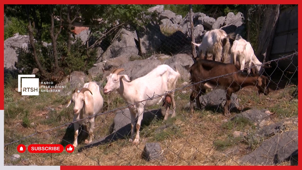 Rishfaqja e murtajës tek ruminantët e vegjël, asnjë rast i dyshimtë deri tani në qarkun e Shkodrës