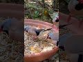 Longtail Finches Longtailed Finch Bird Sounds