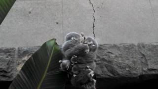 Opossum Mom Carries Babies