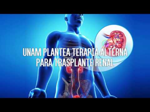 Tratamiento alternativo para evitar el rechazo en el trasplante renal
