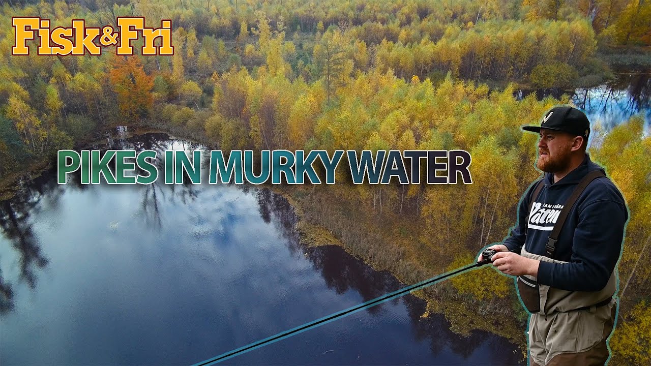 NY VIDEO: Mosegedder i efteråret