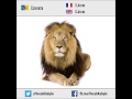 VocabKabyle : Izem - Lion - Lion